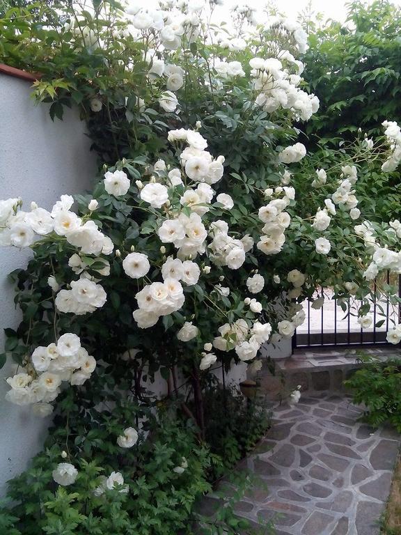 Guest House By The Captain Varna Exterior foto